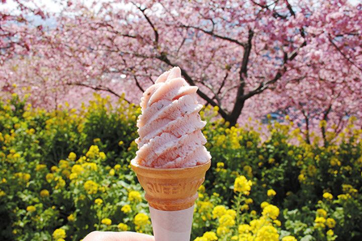 いよいよ明日♪富士山と河津桜と菜の花が共演～ 神奈川・松田山で心弾む春色ロードと絶景パノラマを～「まつだ桜まつり2026」