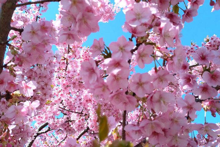 いよいよ明日♪富士山と河津桜と菜の花が共演～ 神奈川・松田山で心弾む春色ロードと絶景パノラマを～「まつだ桜まつり2026」