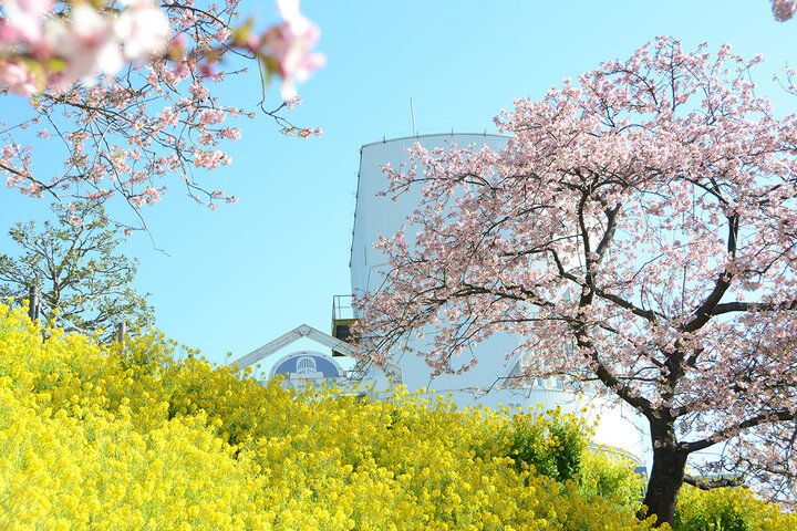 いよいよ明日♪富士山と河津桜と菜の花が共演～ 神奈川・松田山で心弾む春色ロードと絶景パノラマを～「まつだ桜まつり2026」