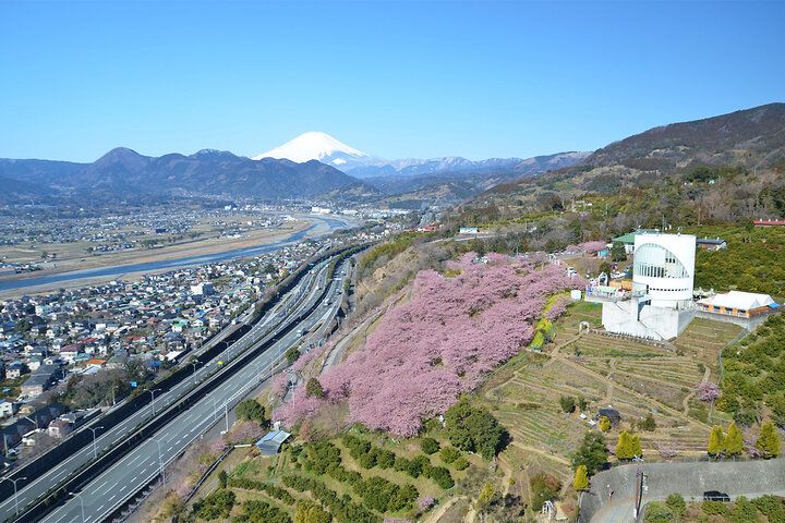 いよいよ明日♪富士山と河津桜と菜の花が共演～ 神奈川・松田山で心弾む春色ロードと絶景パノラマを～「まつだ桜まつり2026」