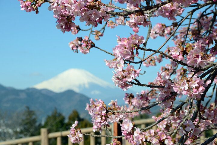 いよいよ明日♪富士山と河津桜と菜の花が共演～ 神奈川・松田山で心弾む春色ロードと絶景パノラマを～「まつだ桜まつり2026」