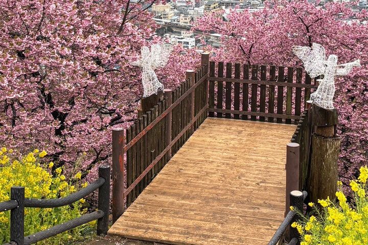 いよいよ明日♪富士山と河津桜と菜の花が共演～ 神奈川・松田山で心弾む春色ロードと絶景パノラマを～「まつだ桜まつり2026」