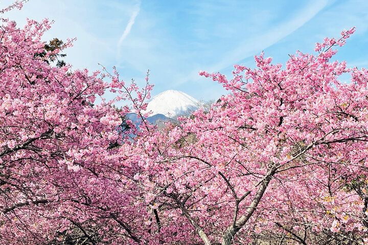 いよいよ明日♪富士山と河津桜と菜の花が共演～ 神奈川・松田山で心