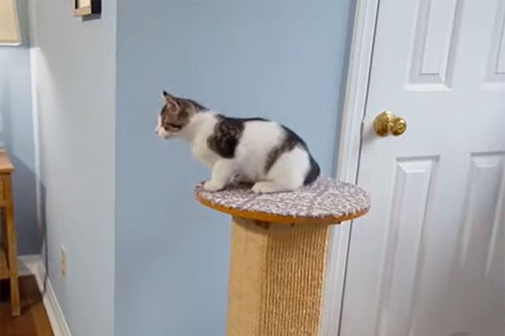 ベッドに飛び移りたい子猫。恐怖に打ち勝てるか！？