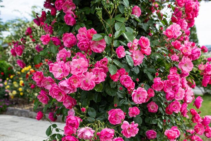 人気のつるバラ‘アンジェラ’はシュートがやや出にくいため、枝が十分に伸びてから誘引を行えば数年はそのままで大丈夫。