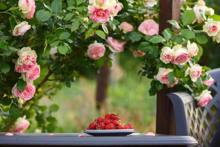 つるバラ剪定と誘引のコツ！バレンタインデーまでに済ませたい基本手順【ガーデニング】