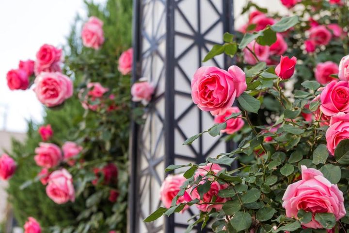 中央のデザインを目立たせ、両側につややかなピンクのつるバラを誘引した海外の庭。花も葉も美しく、手入れのよさがうかがえます。