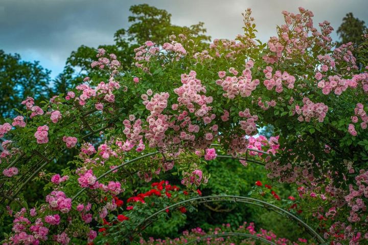 海外の公園にある大きなバラのトンネル。枝が旺盛に伸びるランブラーローズを這わせた、一般家庭ではなかなかできない仕立てです。