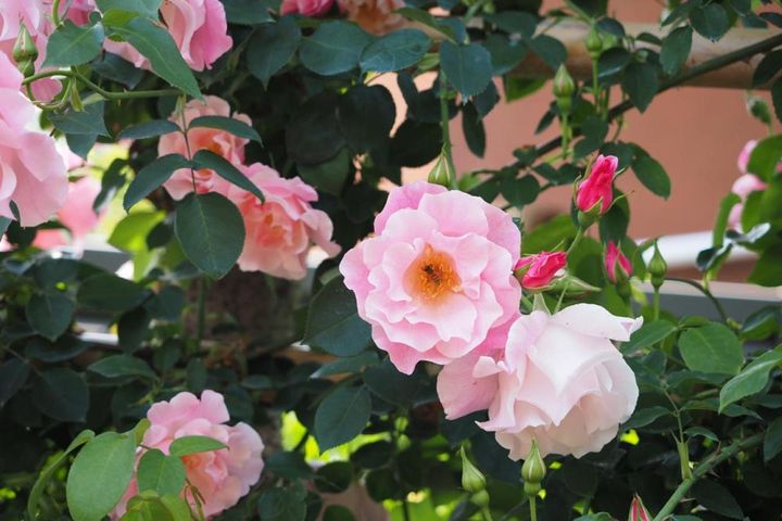 やわらかいピンクのウェーブがかったセミダブルのバラをゆるく誘引して、自然な風情を演出しています。