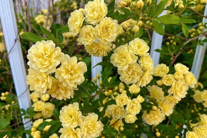 キモッコウバラは普通のバラとは生育の仕方が異なり、花後の5～6月に枝を切って誘引。2月は枝の配置を直す程度にします。