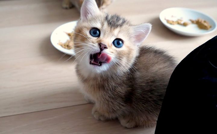 ご飯を食べた子猫