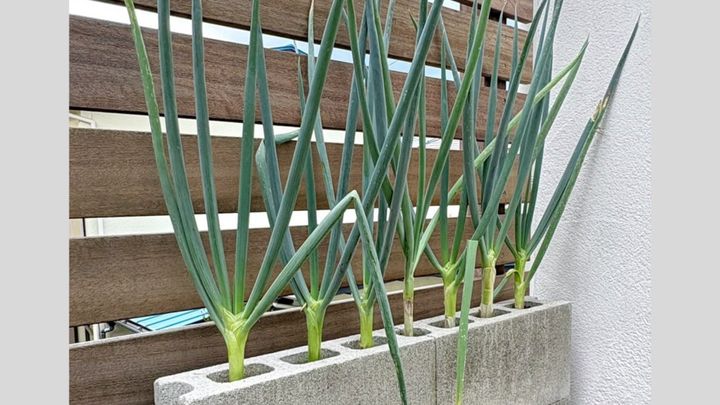 そんな家庭菜園の悩みを、まさかの「カップ麺の容器」で解決した動画が、大きな話題を呼んでいます。