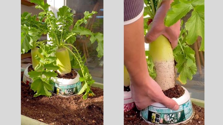 ぽたろうさん（ぽたろうの家庭菜園HACK @HACK1136）のXより