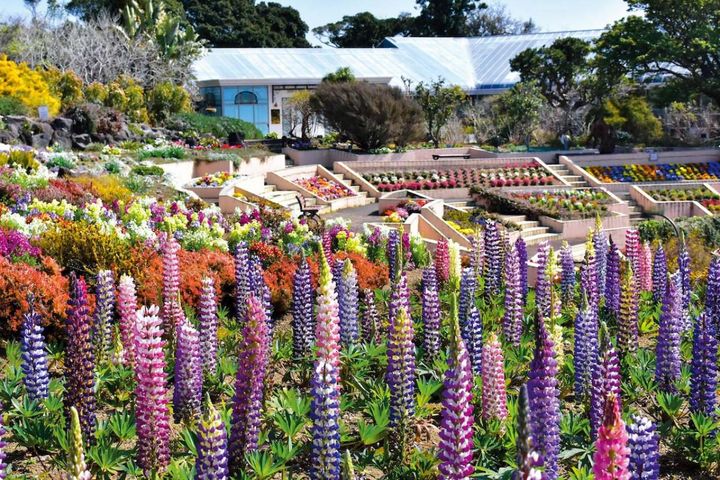 2月から見頃がスタート！ 5月下旬まで花が次々と咲く【伊豆の花の絶景】2選