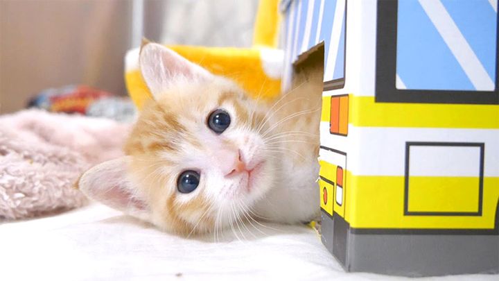 バスからひょっこり顔を出す子猫