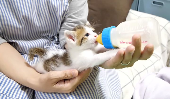 ミルクを飲む子猫