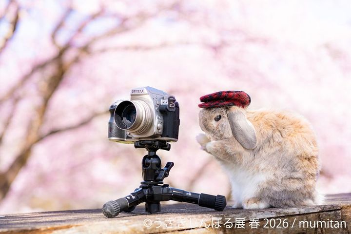 うさぎしんぼる展 mumitanの展示作品