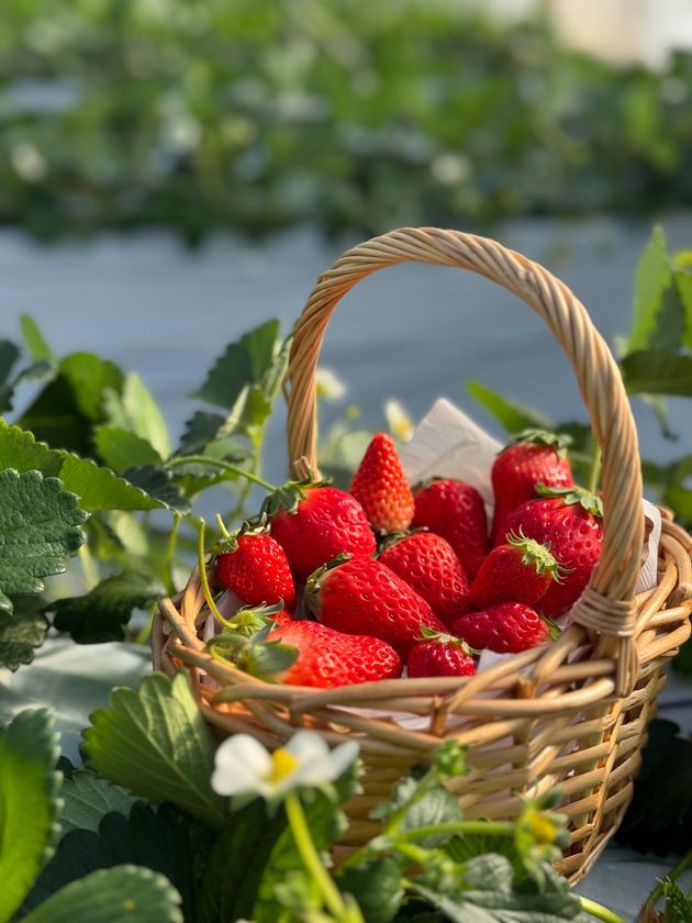 摘み取り用カゴとイチゴ