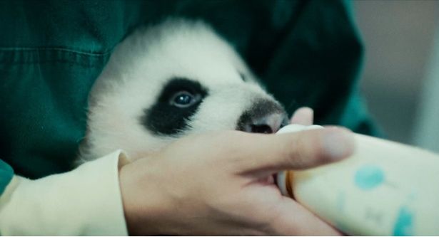 美味しそうにミルクを飲む赤ちゃん