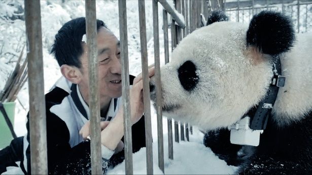 言葉を超えた強い絆で結ばれる飼育員とパンダのシエンシエン