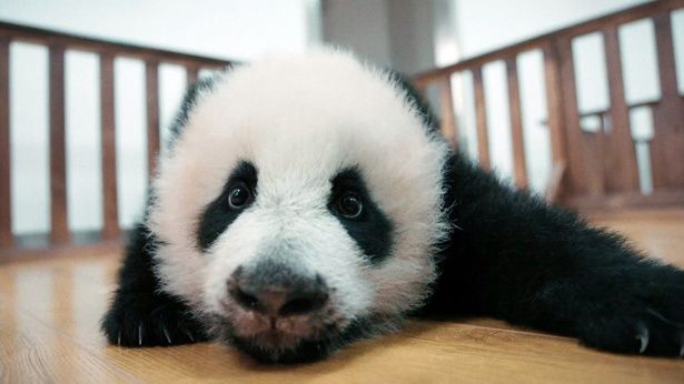 【写真を見る】キュートすぎる！ふわふわな毛並みの赤ちゃんパンダ