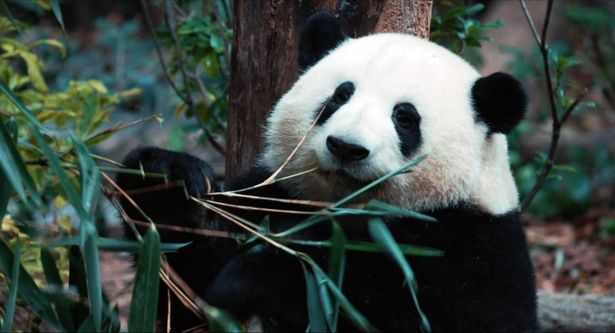 パンダたちは食べるのが大好き！笹を求めて大移動することも
