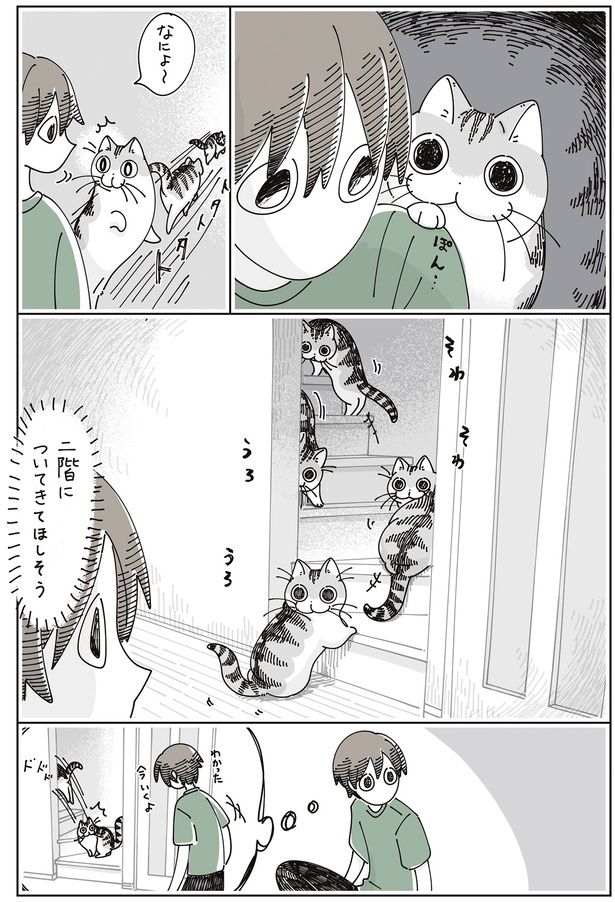 ついてきてほしそう （C）キュルZ／KADOKAWA