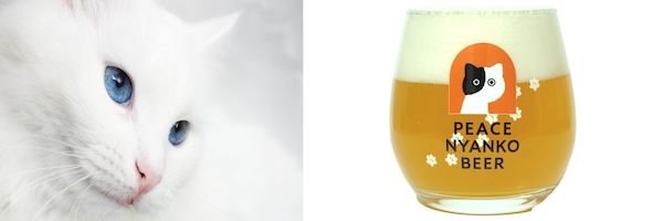 飲んで猫を助ける「ピースニャンコビール」誕生。売上の一部を寄付し、保護猫を支援