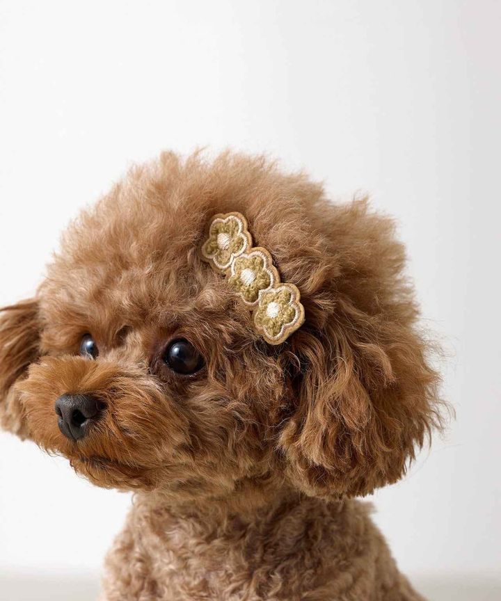 画像1: 出典：3COINS