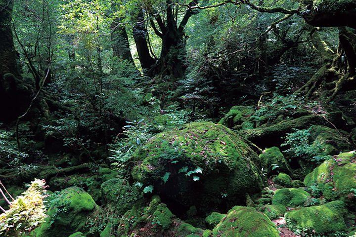 日本に来たことがあるパリジェンヌやロンドンガールに日本のおすすめを聞いてみた！