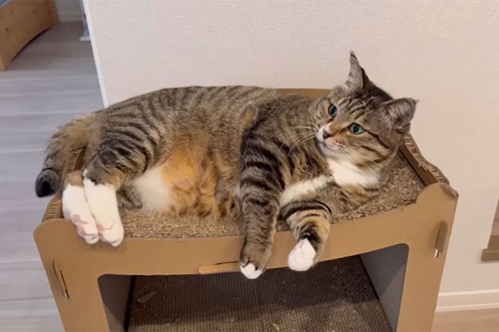 かわいくてお利口な「ほたてくん」