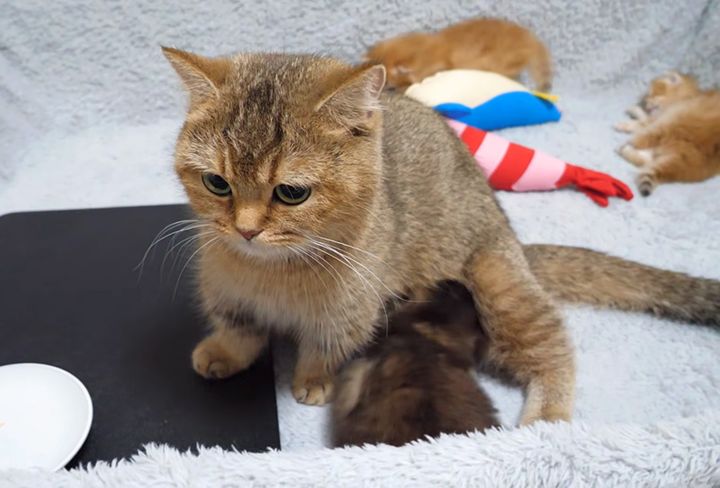 ミルクを飲む子猫