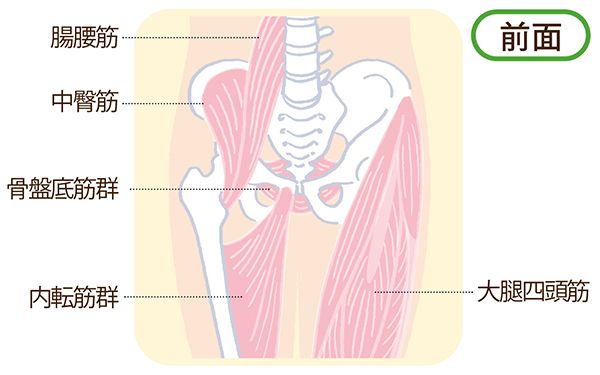 「股関節ほぐし」がたるみに効くプロセスは？