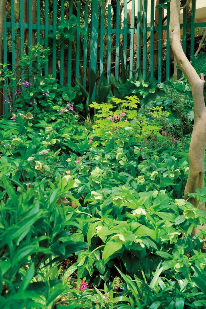 下部を刈り込んだ古いツバキの足元にガーデンハイブリッドのクリスマスローズがあふれ咲いています。