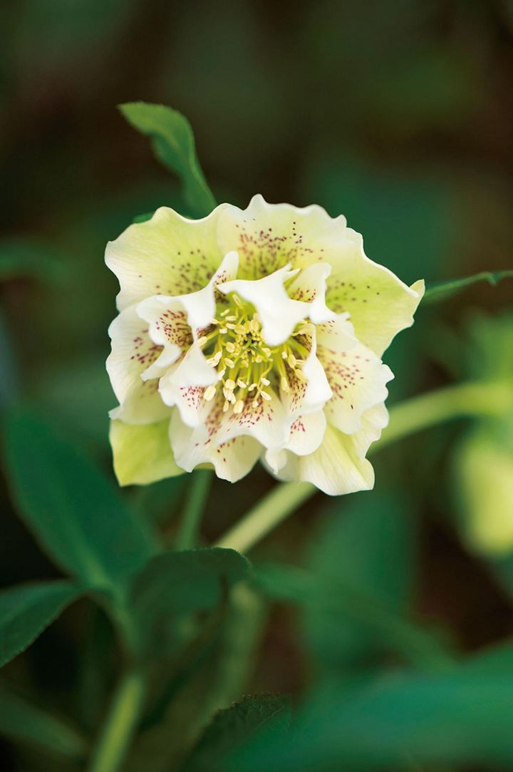 さわやかなダブルのグリーン系のがく片に赤いスポット。