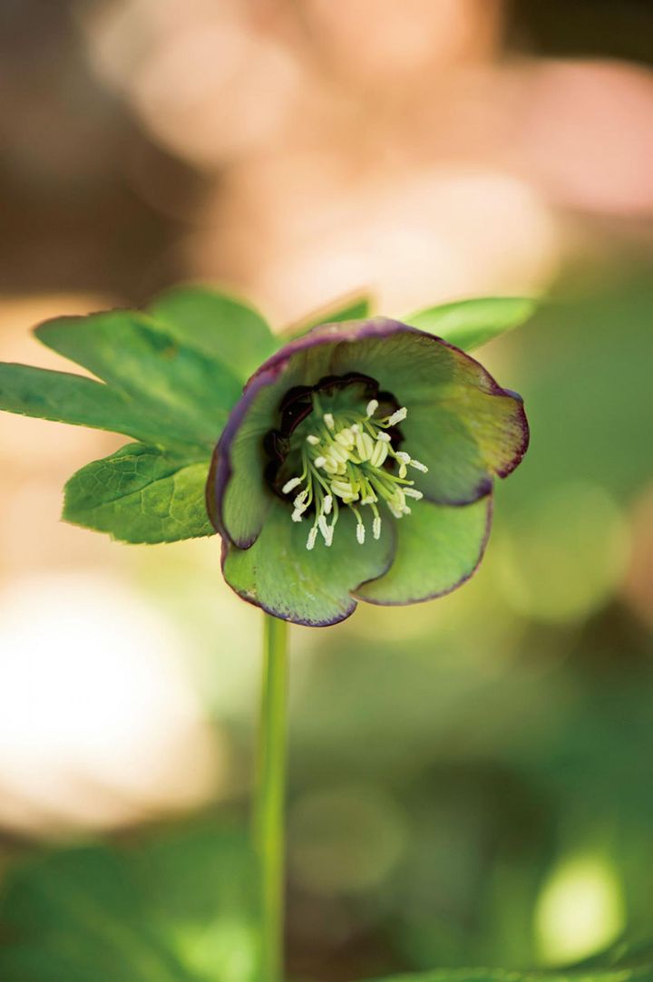 がく片の外側は濃い紫、内側は緑。うっすらとピコティーも入ります。