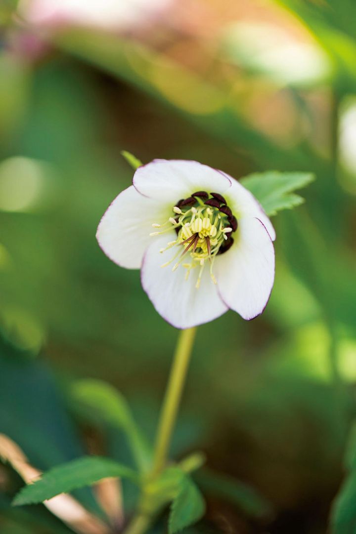 極細のピコティーが繊細な白花。ダークネクタリーも目を引きます。