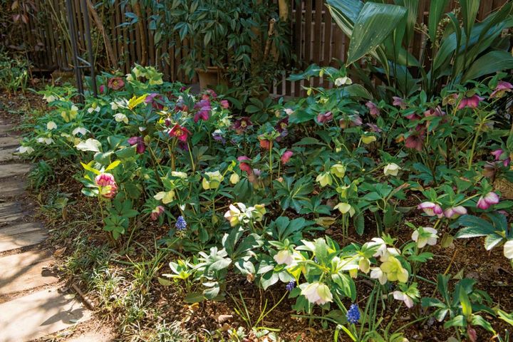 【クリスマスローズの庭実例】白や紫の落ち着いた花色の花壇＆和の植物とクリスマスローズが調和するガーデン