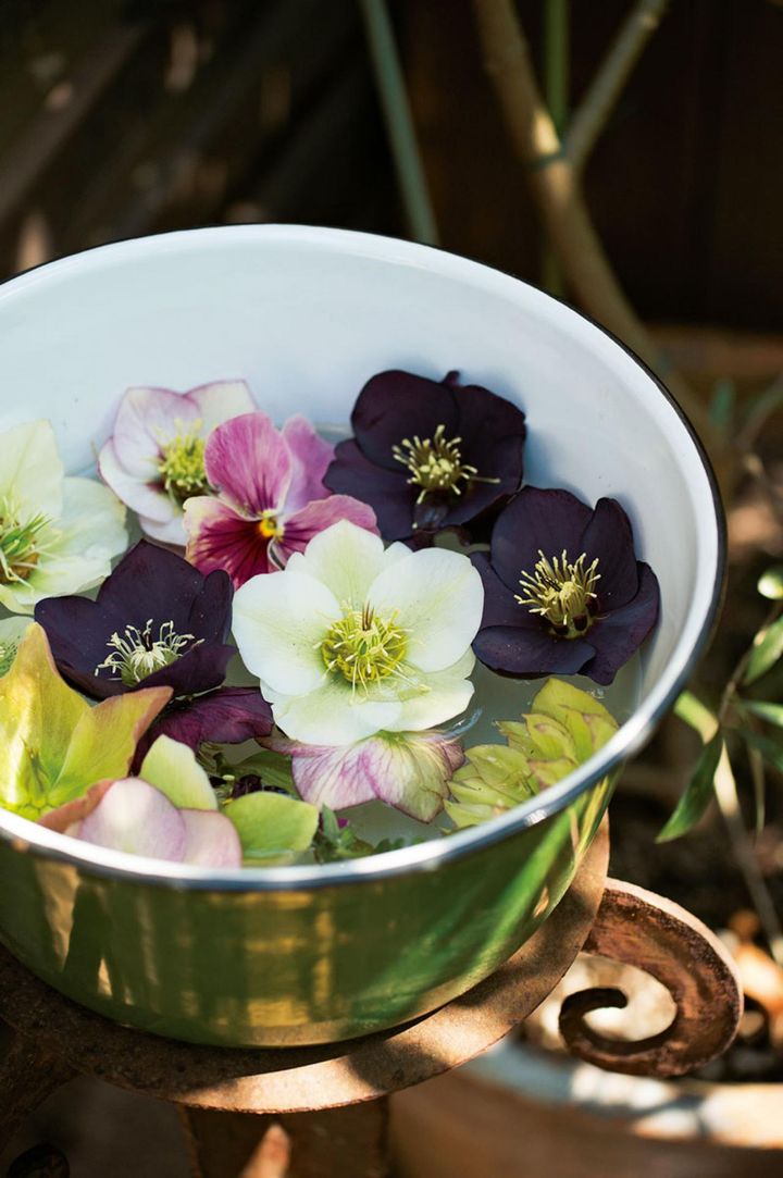 満開になるころには、水を張った器に摘みとった花を浮かべて。庭に咲くのとは違ったアレンジを楽しみます。