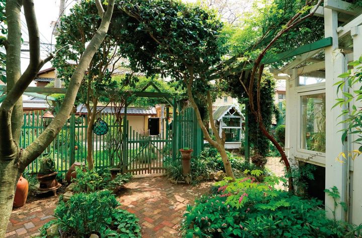 スタンダード仕立てにしたツバキ2本でアーチに。フェンスの先は駐車スペース、右はコンサバトリー。