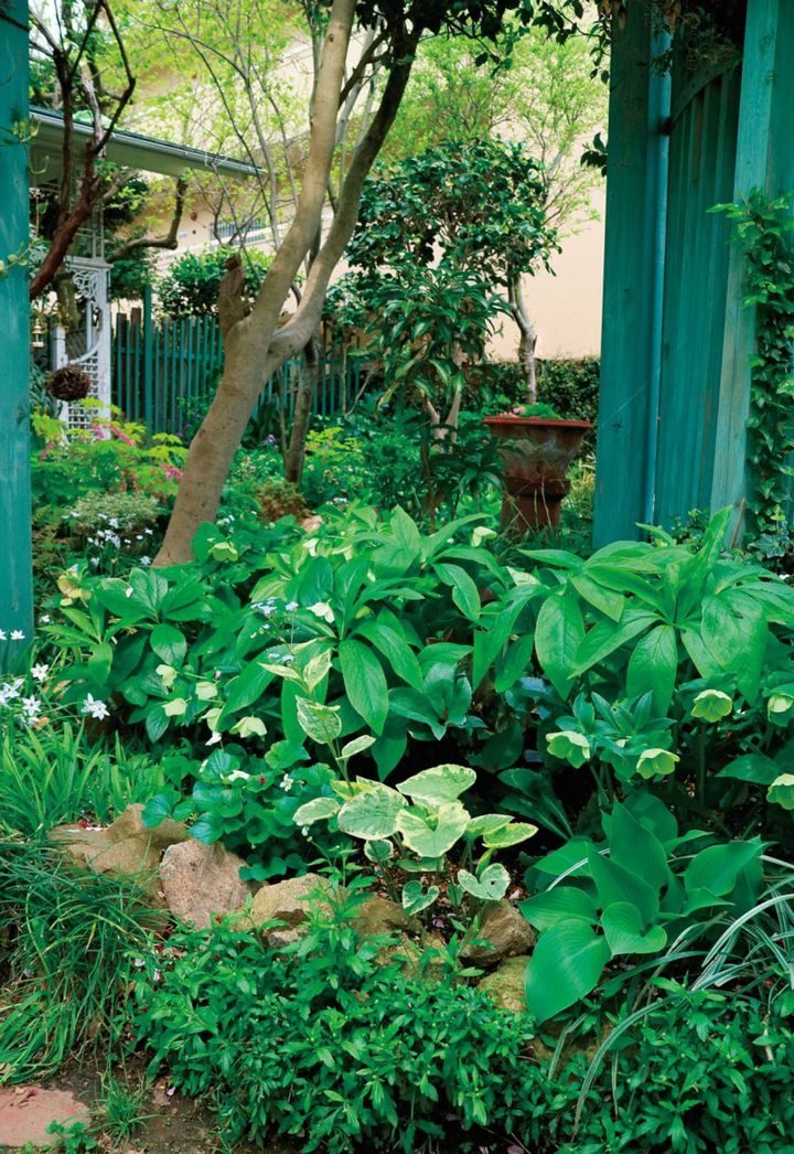 フェンスの足元の植え込みに広がるクリスマスローズ。ハナニラ、ニオイスミレ、ブルンネラ、エリゲロン、ギボウシなどといっしょに。