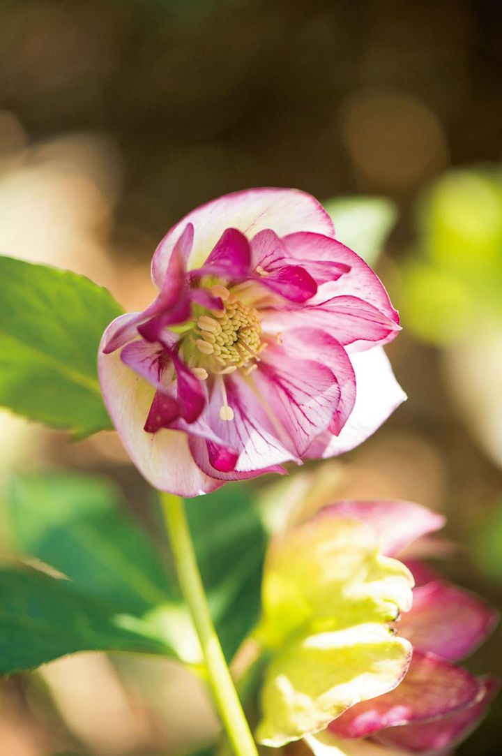 島田さんのお気に入りの花たち。ダブルのがく片の裏が濃いピンク。落ち着いた色合いでシック。