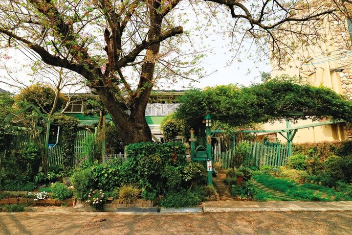 サクラの大木と緑の木製フェンスが目を引く。パーゴラにはキモッコウバラ。