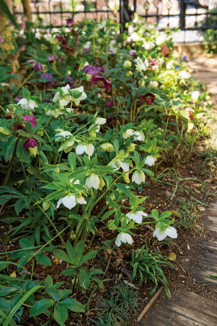 庭の奥から見た多種のクリスマスローズが植えられた花壇。しゃがんで低い位置から眺めたくなります。