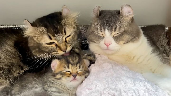 幸せそうな猫の親子