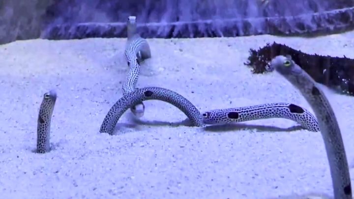 とっとり賀露かにっこ館公式Xより