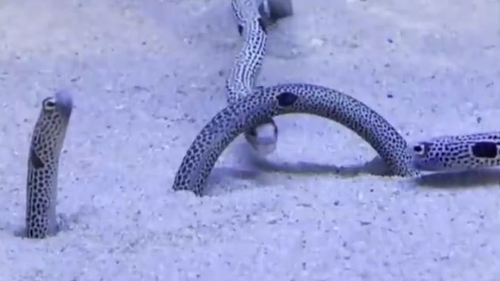 「え、チンアナゴってそんなに長いの！？」 思わず画面に釘付けになってしまう動画が、鳥取県にある「とっとり賀露かにっこ館」の公式Xで投稿され、話題を呼んでいます。