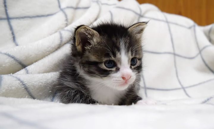 起こされちゃった子猫
