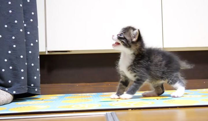 ミルクを催促する子猫