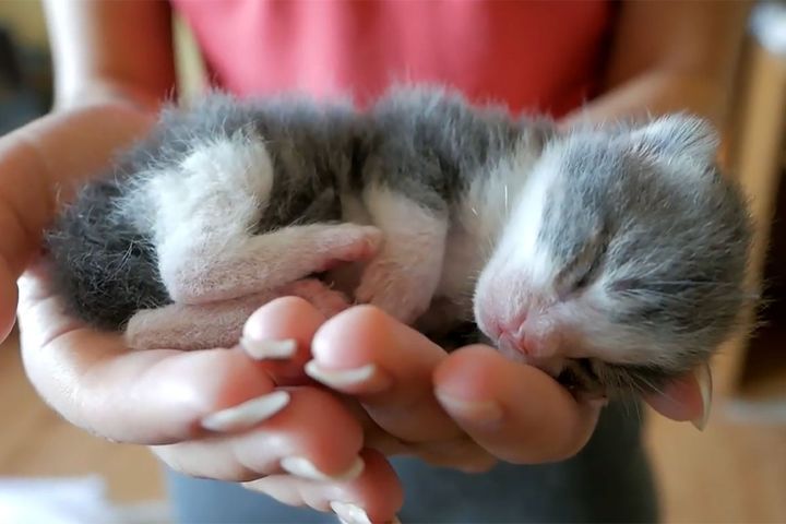 飼い主さんの手の中でお昼寝する子猫